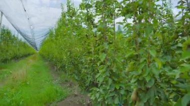 Armut ağaçları sanayi çadırlarının altında yetişir.