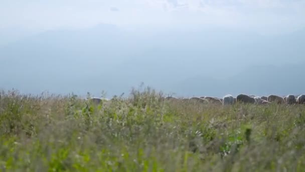 Grupo de ovelhas acima da grama verde na frente das montanhas — Vídeo de Stock