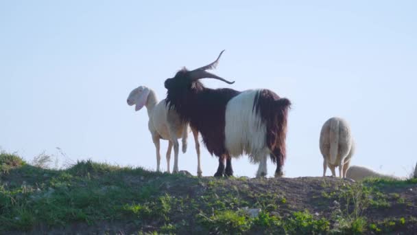 Billy Ziege mit Schafen auf dem Hintergrund des blauen Himmels — Stockvideo