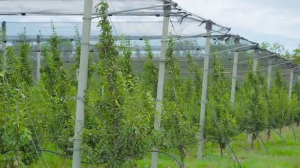 Arbres en croissance avec des poires sous les chapiteaux — Video