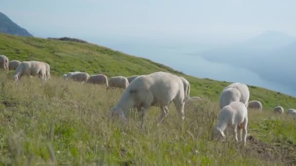 Schafe fressen Gras oberhalb des Monte Baldo am Gardasee — Stockvideo