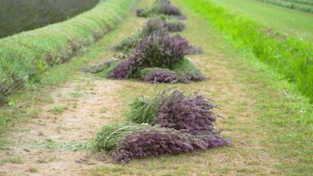 Lavanda cortada no gramado verde — Vídeo de Stock