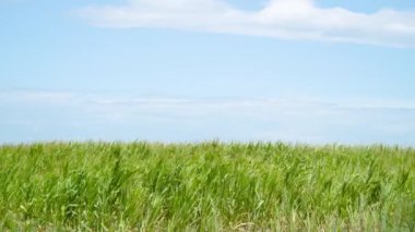 Mavi gökyüzü arka planında mısır bitkileri