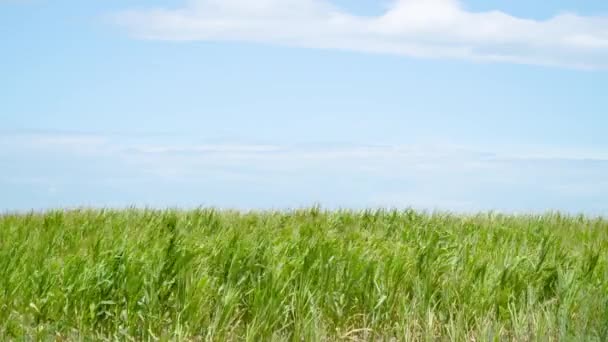 Plantes de maïs sur le fond bleu ciel — Video