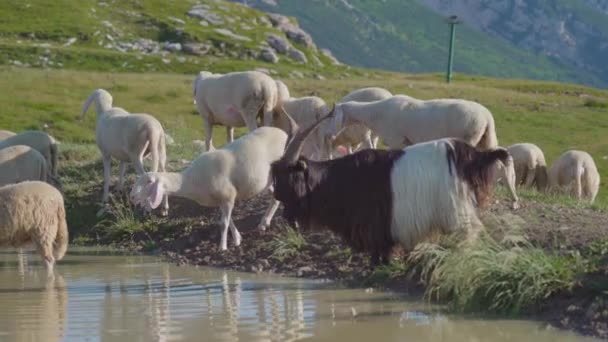 Dağlardaki su birikintisinde koyun ve keçi sürüsü — Stok video