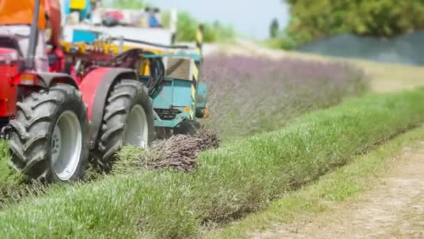 A traktor levágja a levendulát és fürtöket dob ki. — Stock videók