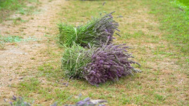 Trossen snijlavendel op de grond — Stockvideo