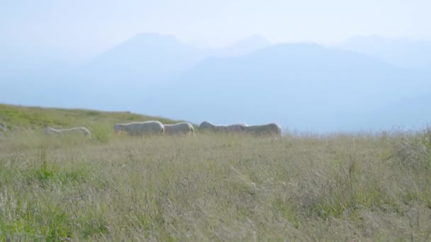 Caminhada de ovelhas entre a grama alta nas montanhas — Vídeo de Stock