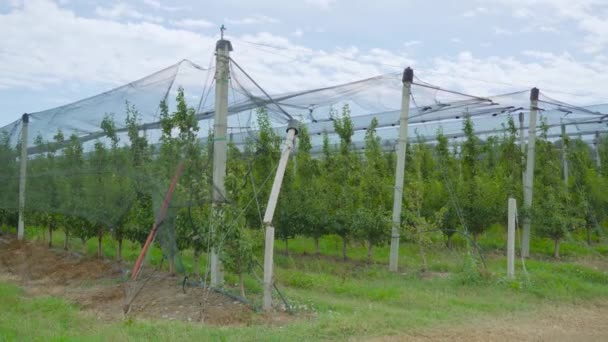 Birnenanbau unter Industriezelten — Stockvideo