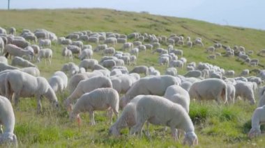 Birçok koyun yeşil tepelerde ot yer.