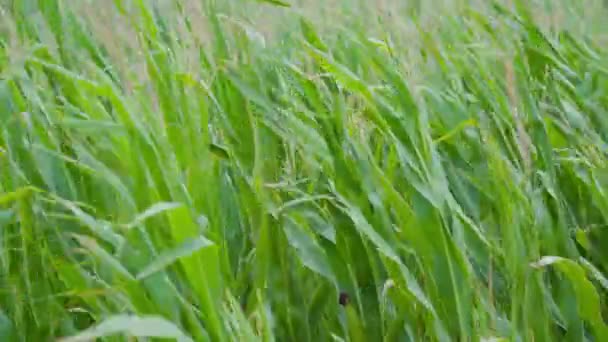 Les plants de maïs vert se déplacent dans le vent — Video