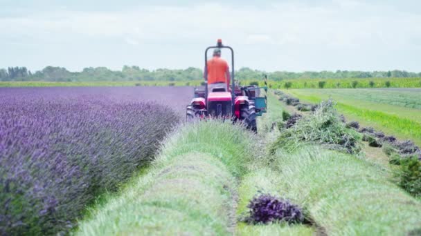 Tractor corta plantas de lavanda púrpura — Vídeos de Stock
