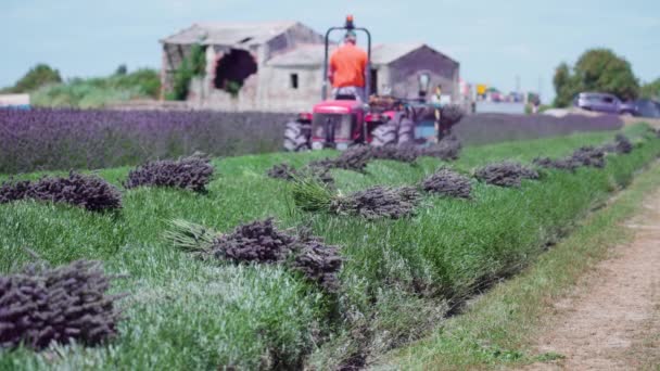 Las plantas de lavanda son cortadas por el tractor — Vídeo de stock