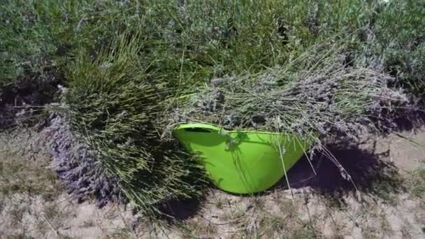 Lavender plants cut into the bucket — стоковое видео