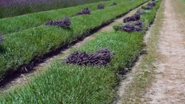 Lavendel skåret på den grønne dyrkede mark – Stock-video
