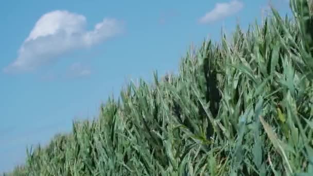 Groene maïs planten bewegen in de wind — Stockvideo