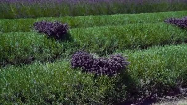 Plantas de lavanda cortadas no campo cultivado — Vídeo de Stock