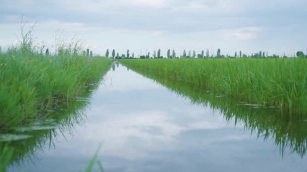 Le riz vert pousse dans l'eau sur le champ cultivé — Video