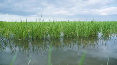 Tarlada yetiştirilen sularda yeşil pirinç yetişir.