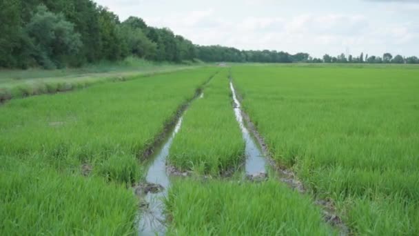 Campo de arroz verde na água — Vídeo de Stock