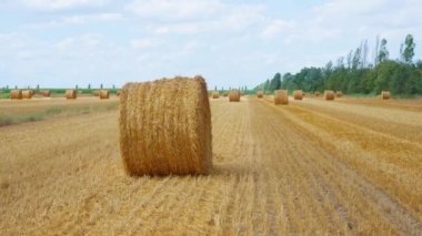 Samanlı sarı saman tarlası