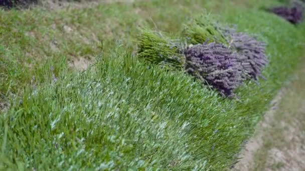 Ekili tarlada kesilen lavanta bitkileri — Stok video