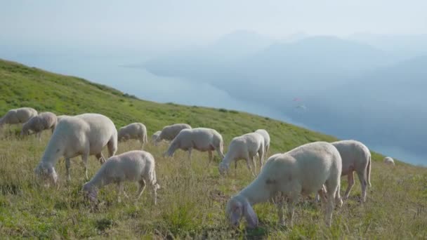 Owce jedzą trawę powyżej Monte Baldo nad jeziorem Garda — Wideo stockowe