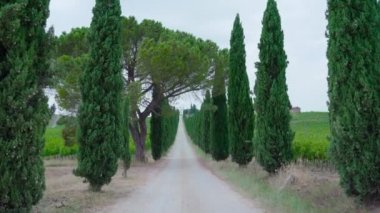 Kenarlarında yeşil ağaçlar ve Toskana 'da üzüm bitkileri olan bir yol.