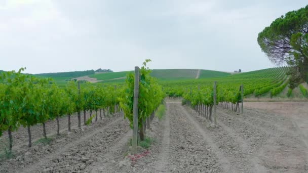 Odling av vinodlingar på Toscanas mark — Stockvideo