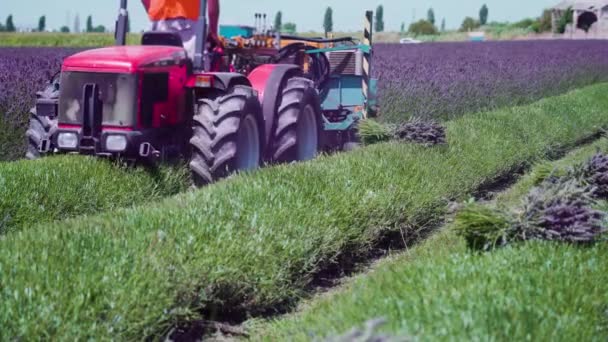拖拉机在栽培的薰衣草田上行驶 — 图库视频影像