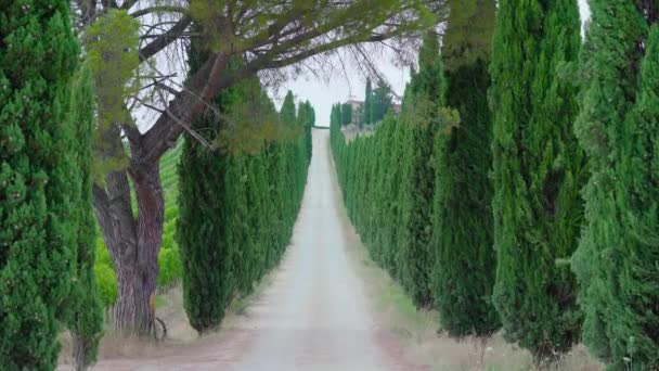 Toskana Straße mit hohen grünen Bäumen — Stockvideo