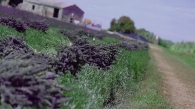 Yeşil ekili tarlada lavanta kesimi