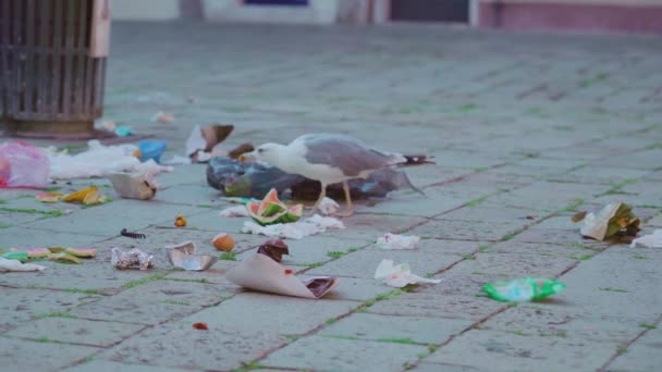 Fiskmåsen äter skräp på gatan i Venedig. — Stockvideo