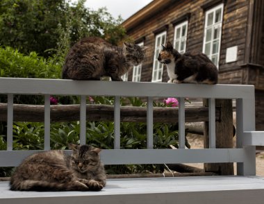 Doğal manzara tarihsel bir yerde. Pskov, Rusya ile kanlı Pushkinskiye.