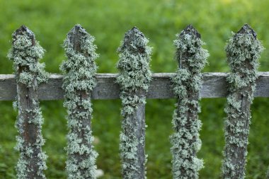 Doğal manzara tarihsel bir yerde. Pskov, Rusya ile kanlı Pushkinskiye.