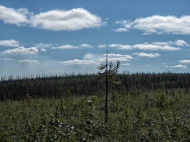 Güzel manzara, orman, tarla ve gökyüzü.