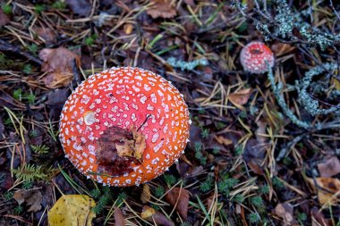 Güzel manzara, orman arazisi ve gökyüzü.
