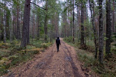 Güzel manzara, orman arazisi ve gökyüzü.
