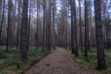 Güzel manzara, orman arazisi ve gökyüzü.