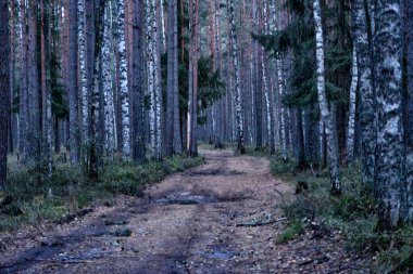Güzel manzara, orman arazisi ve gökyüzü.