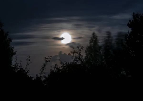 Nachtbos Landschap Met Maanlicht Schoonheid Natuur Achtergrond — Stockfoto