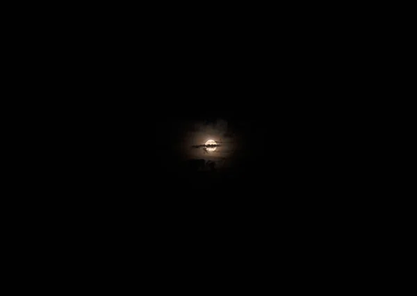 Ночной Лесной Пейзаж Лунным Светом Красота — стоковое фото