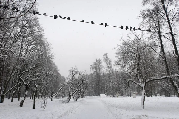 Snöfall Moskva Stark Snö Och Lägenhetshus Vintern Vinterlandskap Staden Moskva — Stockfoto