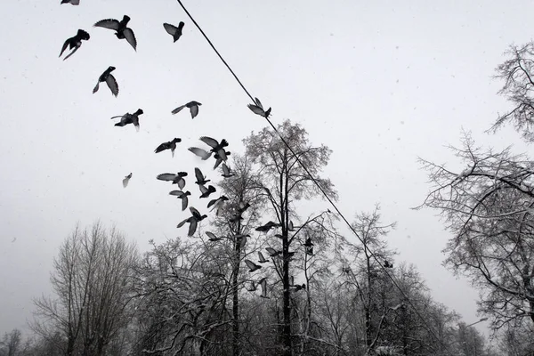 Sněžení Moskvě Silné Sněžení Činžovní Domy Zimě Zimní Krajina Městě — Stock fotografie