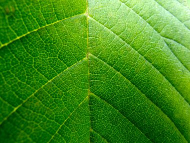 Sonbahar yaprakları arka plan. Sonbaharda yere dökülen yapraklar ve su. Doku. Sonbahar yapraklarının arkaplanı.