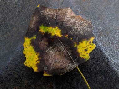 Sonbahar yaprakları arka plan. Sonbaharda yere dökülen yapraklar ve su. Doku. Sonbahar yapraklarının arkaplanı.