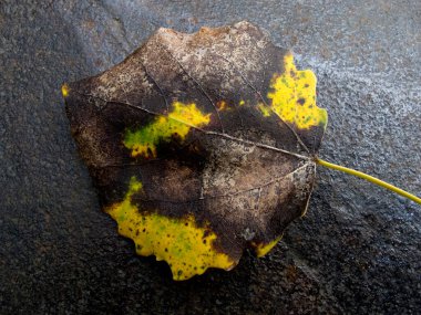 Sonbahar yaprakları arka plan. Sonbaharda yere dökülen yapraklar ve su. Doku. Sonbahar yapraklarının arkaplanı.
