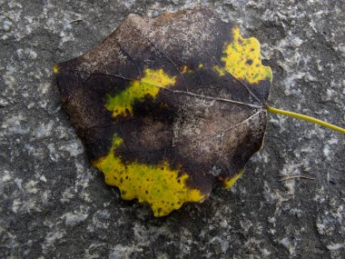 Sonbahar yaprakları arka plan. Sonbaharda yere dökülen yapraklar ve su. Doku. Sonbahar yapraklarının arkaplanı.