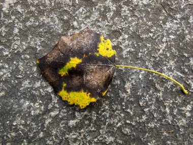 Sonbahar yaprakları arka plan. Sonbaharda yere dökülen yapraklar ve su. Doku. Sonbahar yapraklarının arkaplanı.