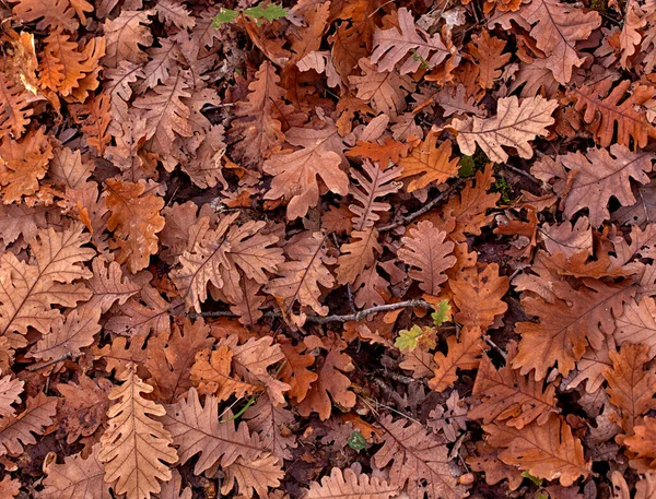 Осенние Листья Фона Осенью Опавшие Листья Земле Воде Текстура Фон — стоковое фото